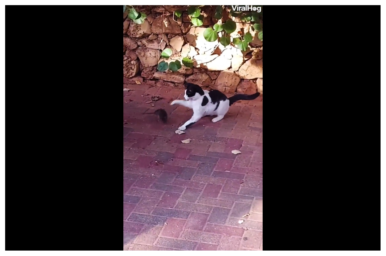 Viral Video: इसे ही कहते हैं भीगी बिल्ली, पिद्दी चूहे से डरकर भाग खड़ी हुई,  देखें वीडियो