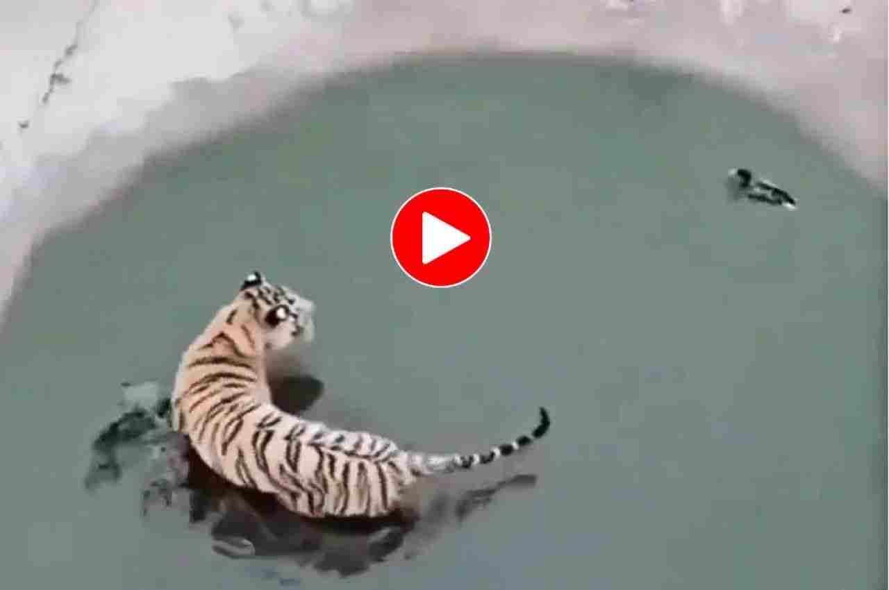 Viral Video: छोटी सी चिड़िया ने दिया टाइगर को ऐसा मात, देख रह जाएंगे हैरान