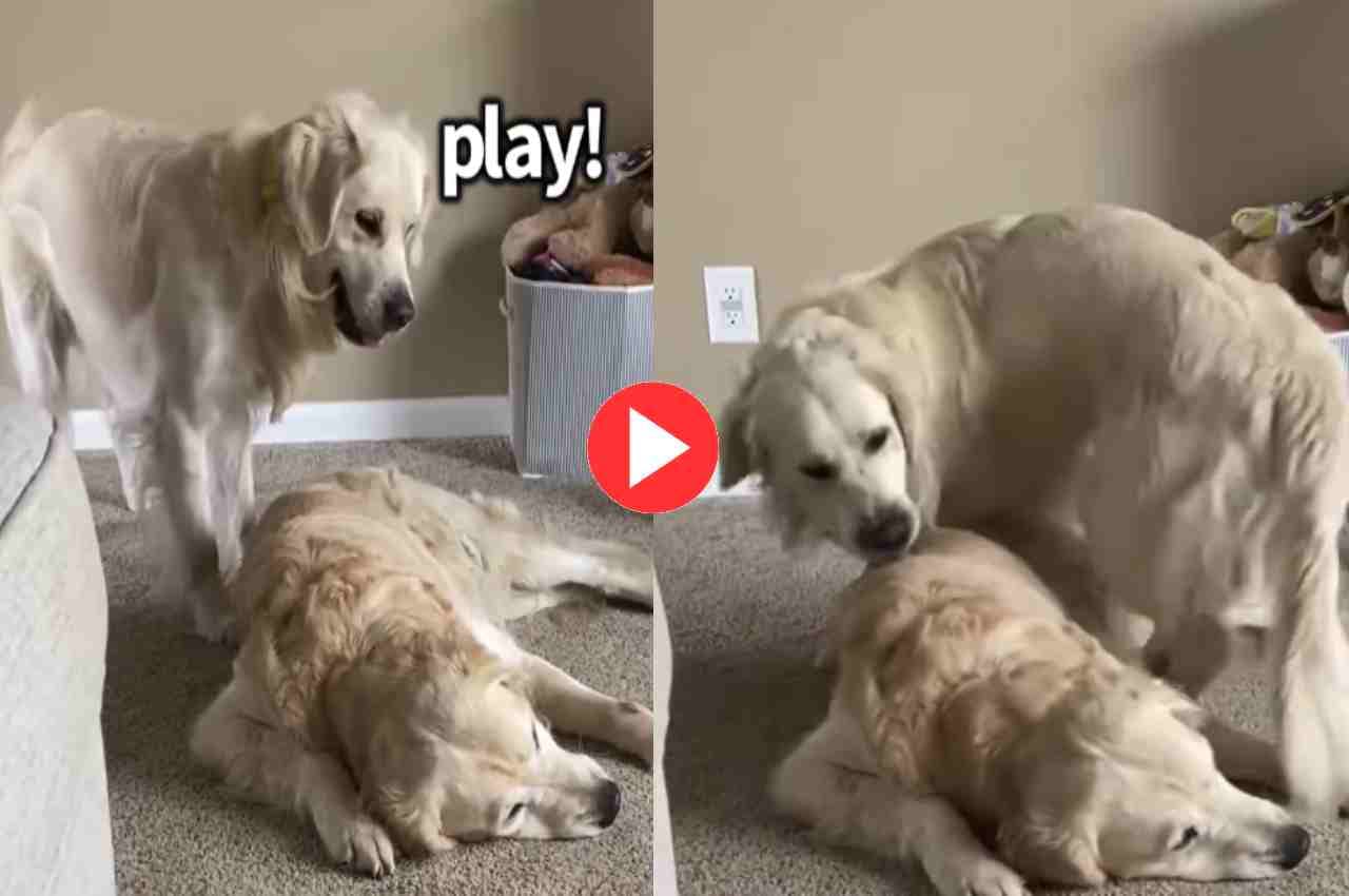 Viral Video: इस डॉगी ने खेलने के लिए अपने भाई के साथ किया ऐसा काम, देख आ जाएगा मजा