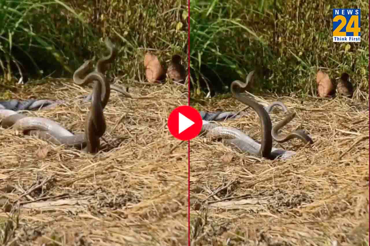 Viral Video: नाग-नागिन को कभी रोमांस करते देखा है, नहीं तो यहां देखें