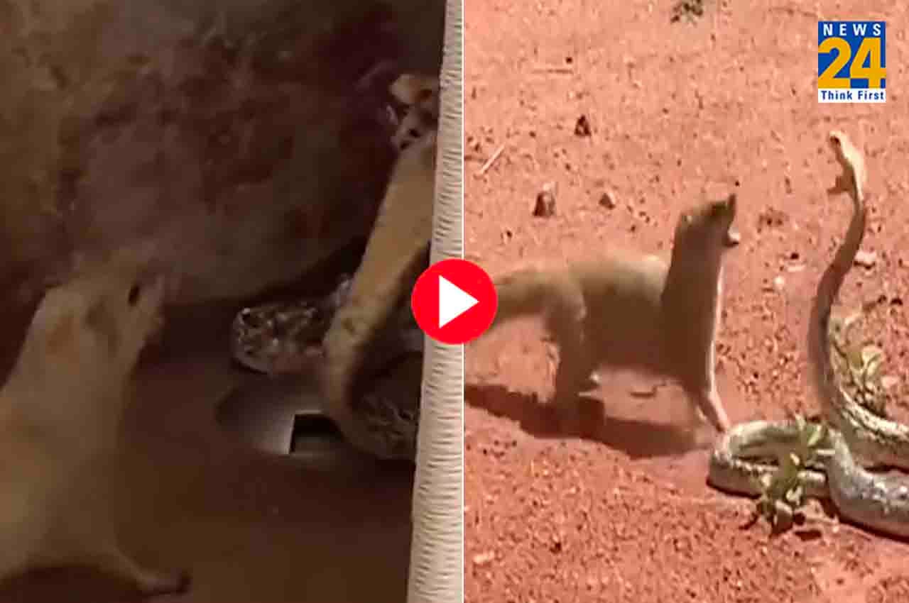 Viral Video: नेवले और सांप में हुई बाहुबली जैसी लड़ाई, रिज्लट जानने के लिए देखें वीडियो