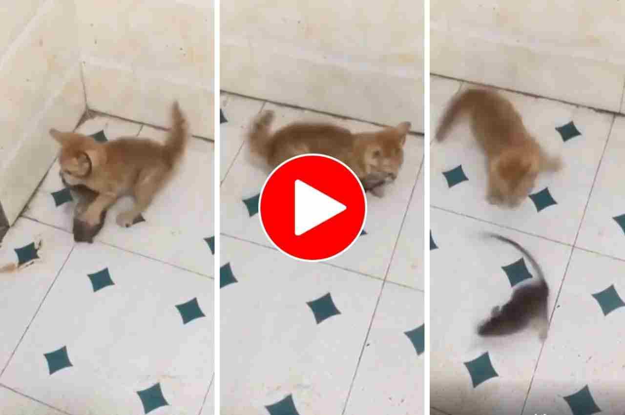 Viral Video: बिल्ली ने चूहे पर किया ऐसे अटैक, देख लोगों का घूम गया दिमाग