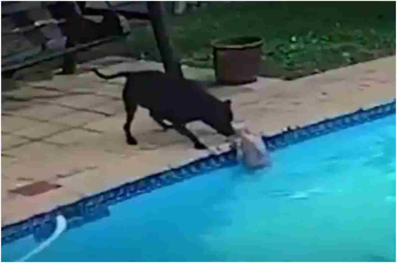 Viral Video: कुत्ते ने दिखाई इंसानियत, बचाई डूबते हुए पिल्ले की जान, आप भी देखें
