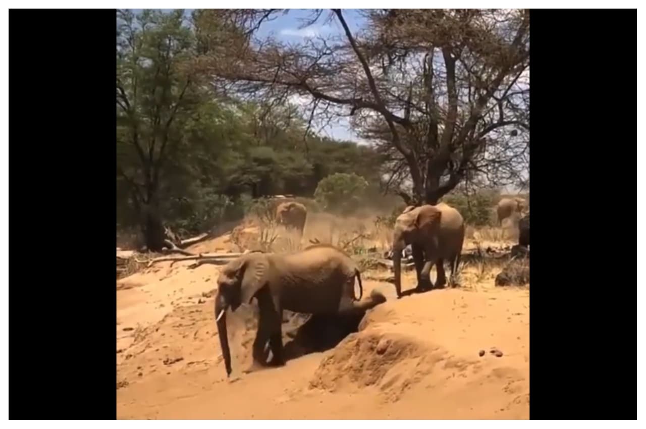 Viral Video:  मां के सिखाने के बावजूद हाथी के बच्चे ने किया ऐसा काम आप भी कह देंगे 'SO CUTE'