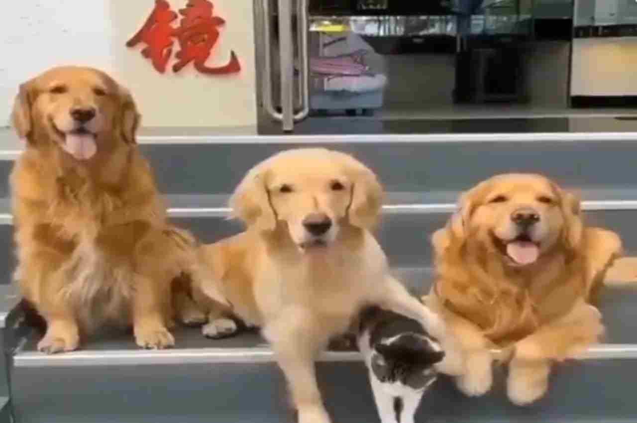 Viral Video: कुत्तों ने फोटोशूट करवाने के लिए बिल्ली के साथ की जबरदस्ती, वीडियो देख छूट जाएगी हंसी