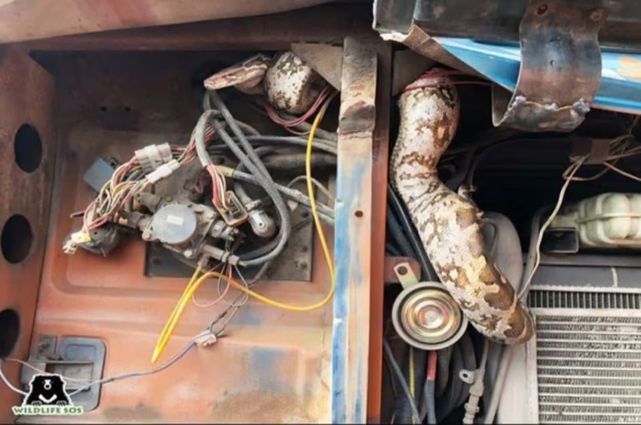 Agra: ट्रक के इंजन में जा बैठा 6 फीट का अजगर, बोनट खोलते ही चालक की निकली चीख