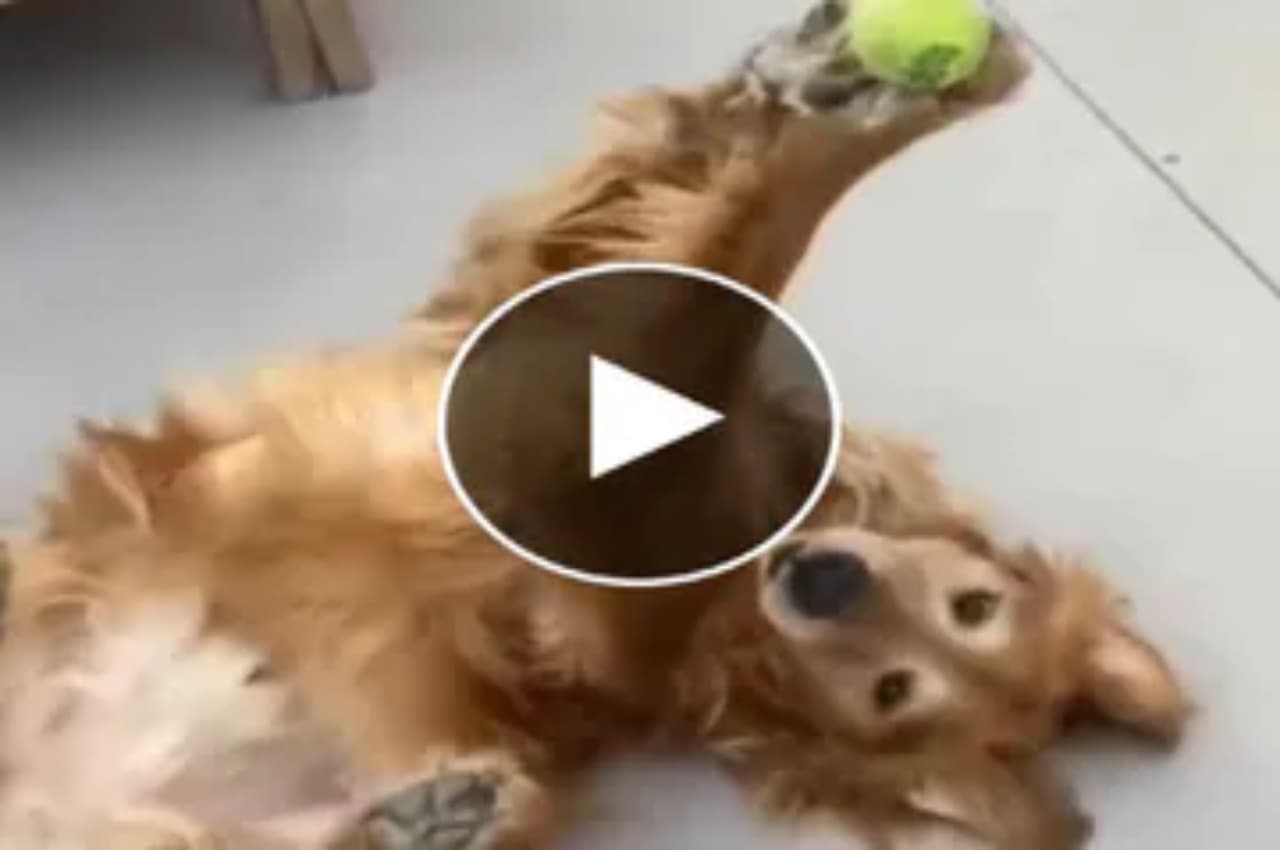 Viral Video: टेनिस बॉल की मदद से डॉगी ने अपनी बॉडी को किया ऐसा स्ट्रेच, बड़े बड़े प्रोफेशनल को किया फेल