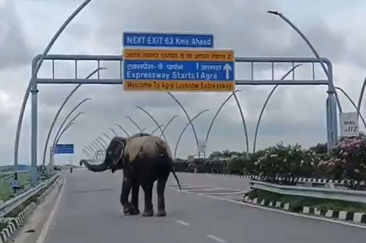 अखिलेश यादव ने एक्सप्रेसवे पर घूमते हथिनी का वीडियो डाला, पुलिस ने महावत पर कर दी बड़ी कार्रवाई