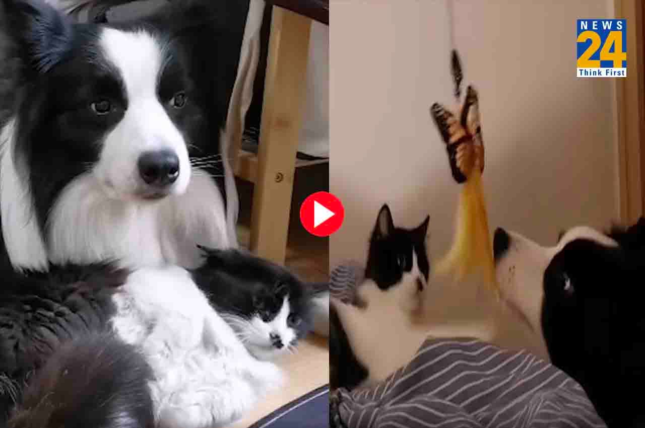 Viral Video: एक ही जैसे कुत्ते-बिल्ली को देख, चकराया लोगों का दिमाग, आपने देखा क्या?