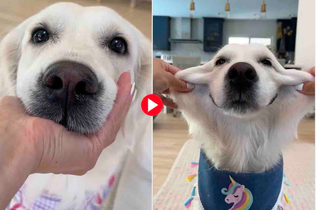 Viral Video: इस डॉगी की स्माइल है मालिक के लिए "Stress Buster", देख आपको भी हो जाएगा प्यार