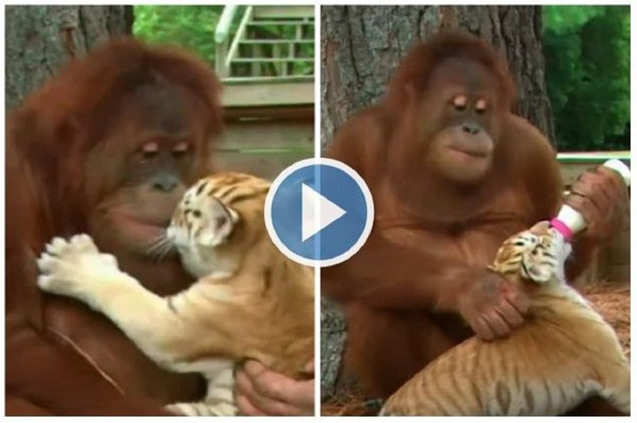 Viral Video: ओरंगुटान ने 3 प्यारे बाघ शावकों को गोद लिया, प्यार से दूध पिलाने के साथ खेलता भी है...देखें