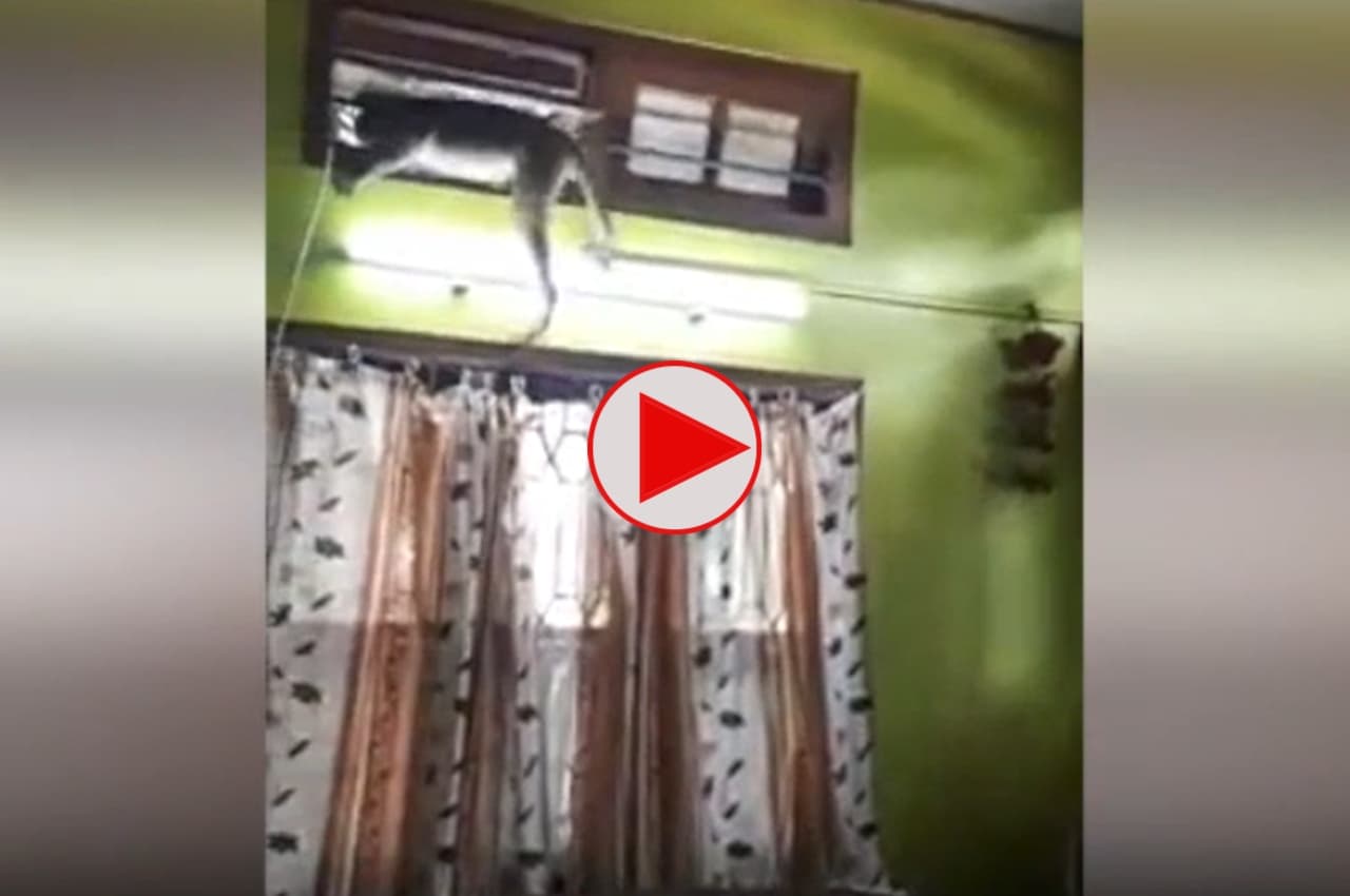 Viral Video: चोर दरवाजे से बंदर ने कमरे पर बोला धावा, फिर कर दिया ऐसा हश्र, देखें वायरल वीडियो