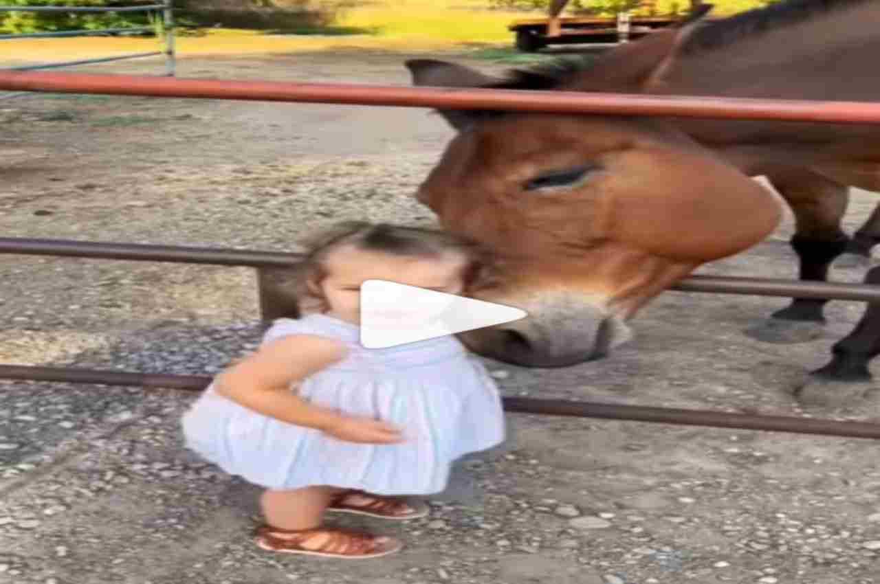 Viral Video: क्यूट सी बच्ची के साथ घोड़े ने की खूब सारी मस्ती, देख दिल हार गए यूजर्स