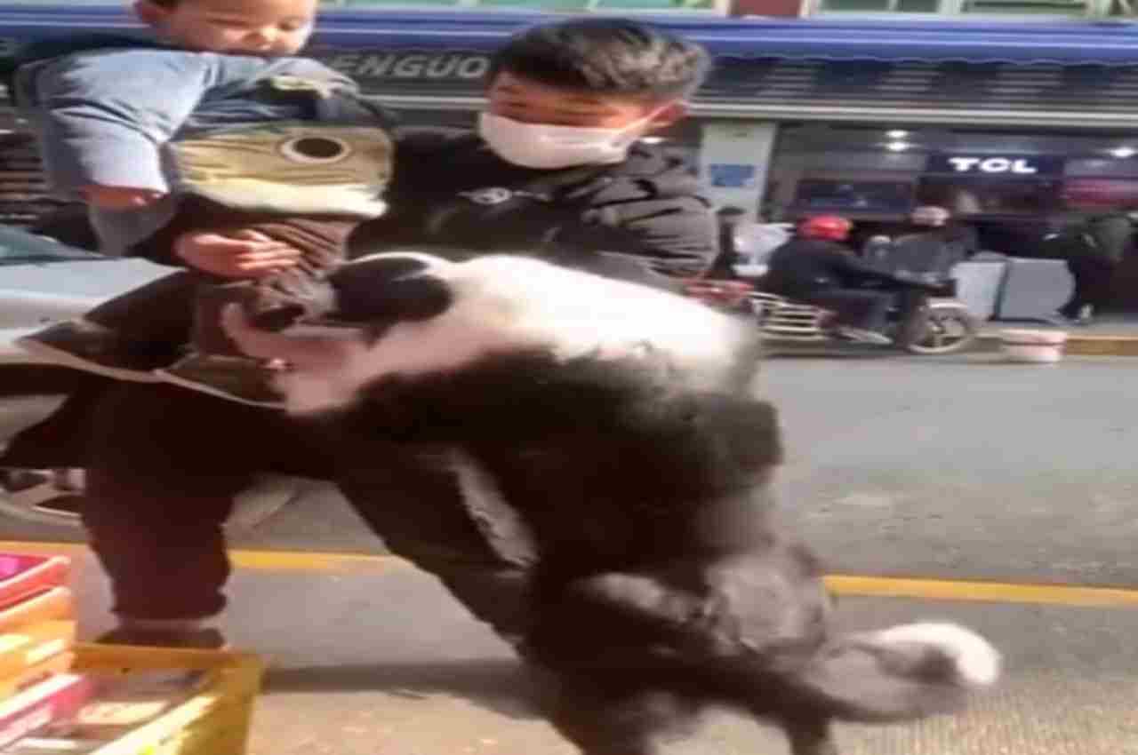 Viral Video: मालिक की गोद में जाने के लिए कुत्ते ने की ऐसी जिद, अगल-बगल वालों की भी खुली रह गई आंखें