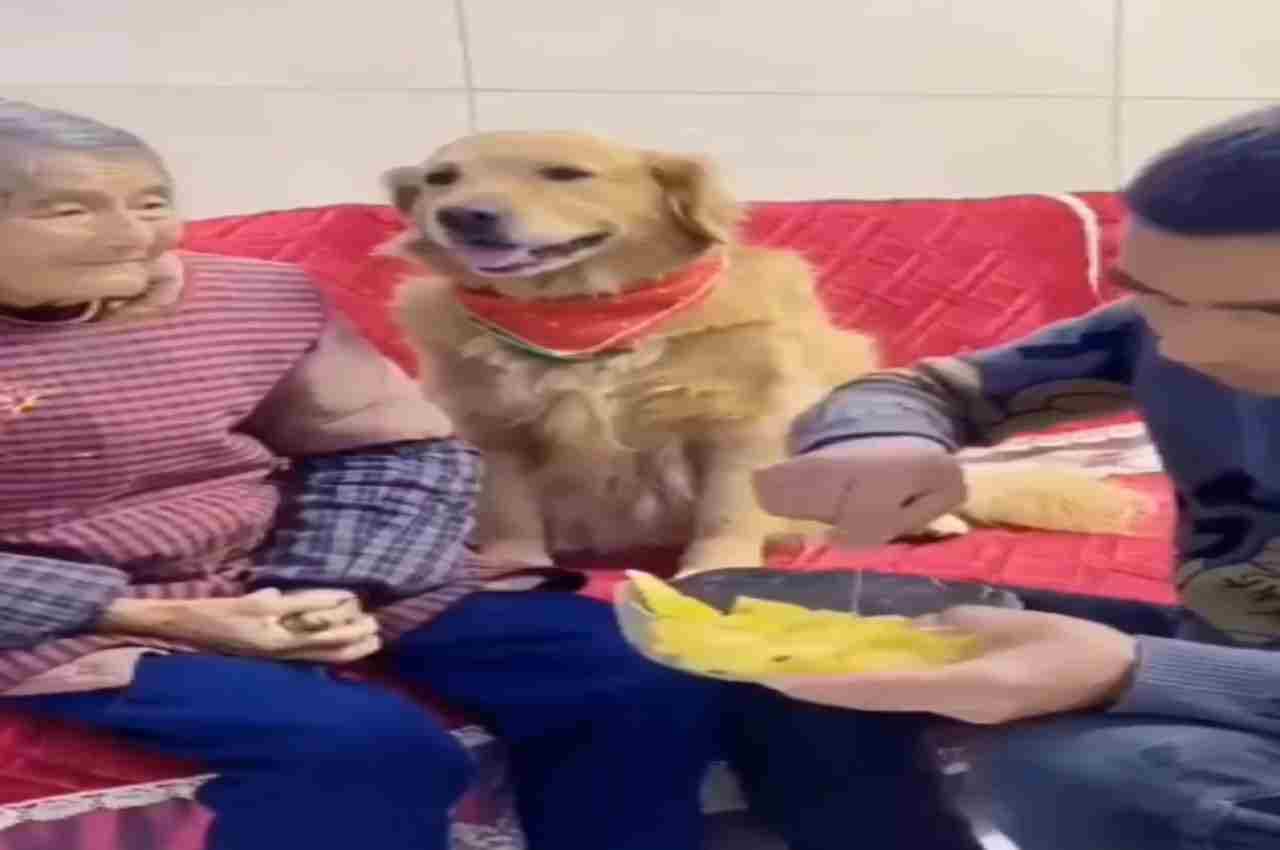 Viral Video: मालिक को कुत्ते ने सिखाया ऐसा सबक, सपने में भी याद रहेगी तमीज