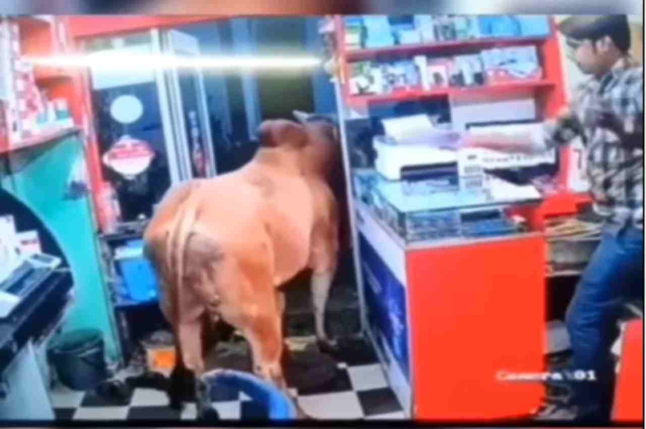 Viral Video: लड़ते-लड़ते दुकान में घुस गए सांड, फिर जो हुआ, उसे देख दिल दहल उठेगा