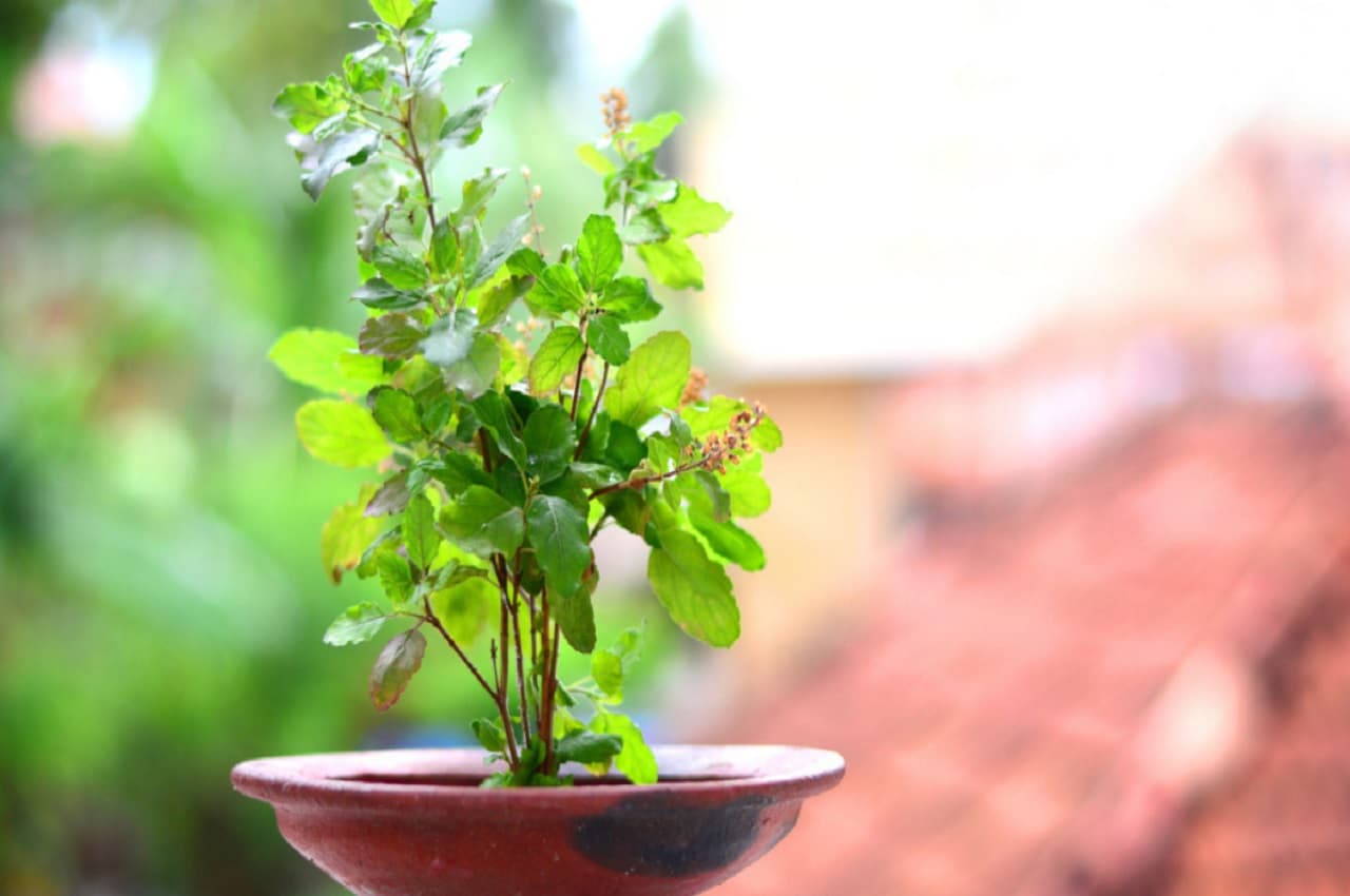 Vastu Tips: तुलसी के ये अचूक उपाय आपको रातों रात बना देगा धनवान, बरसेगा पैसा