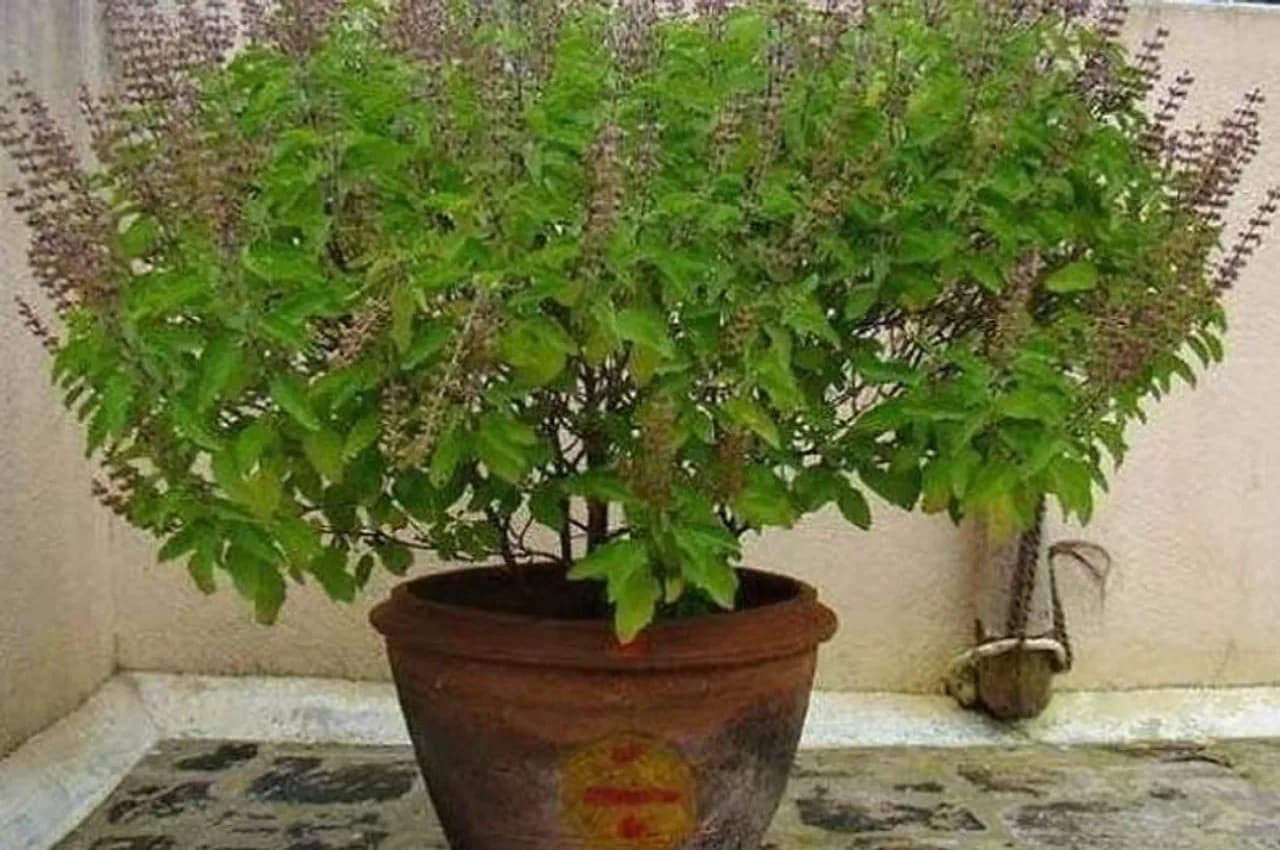 Vastu Tips: तुलसी के इन संकेतों को भूलकर भी ना करें नदरअंदाज, तुरंत करें ये उपाय