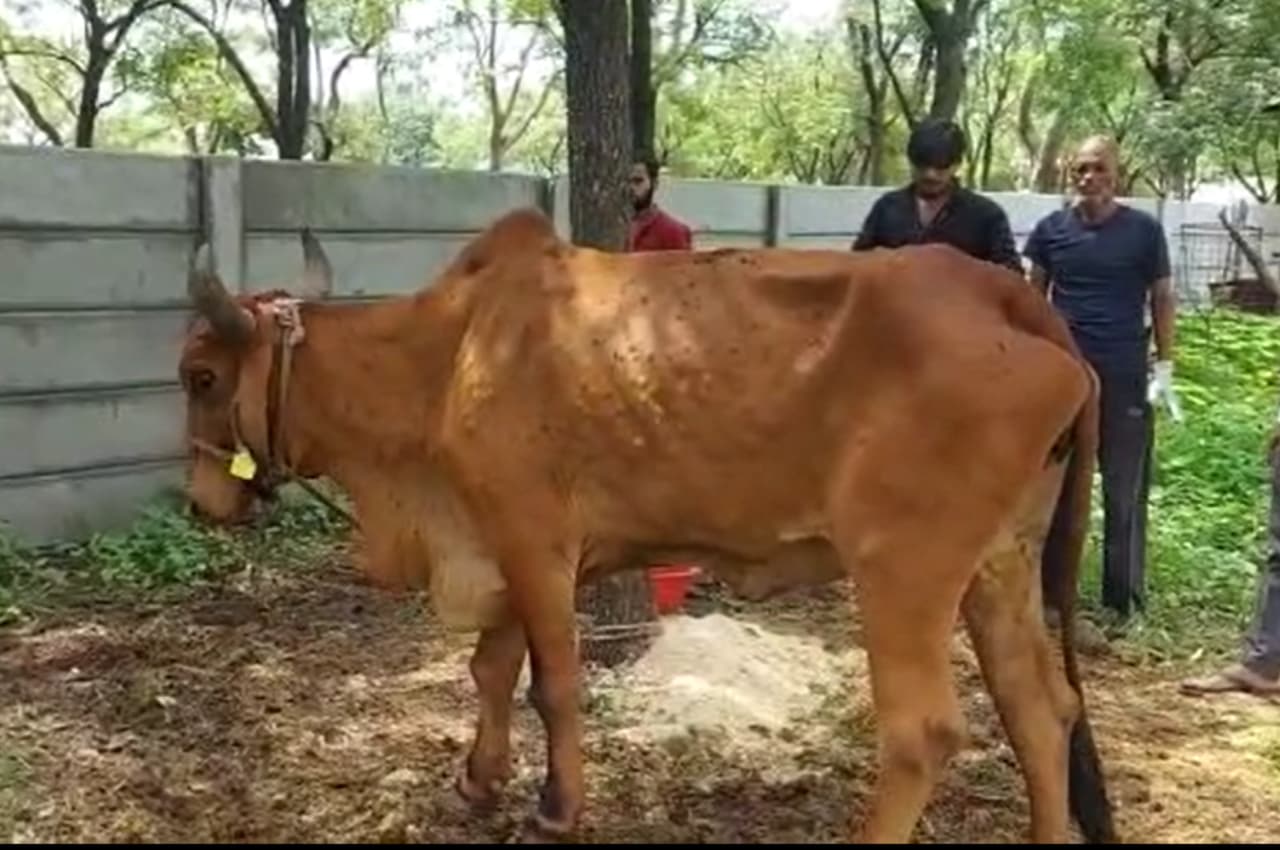 मध्यप्रदेश: एमपी के रतलाम में लंपी वायरस की दहशत, कई गांवो में गायें बीमार, सरकार ने जारी किया अलर्ट