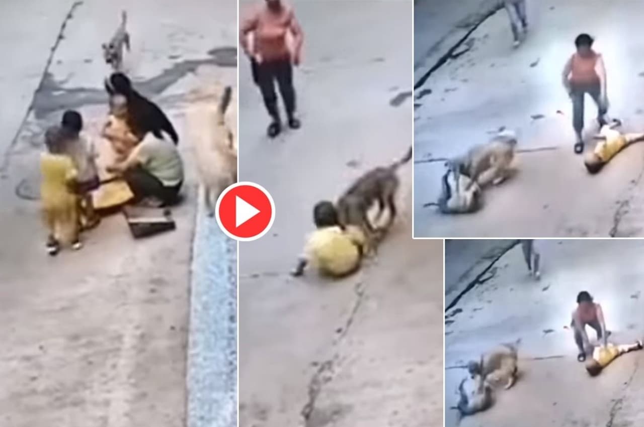 Viral Video: मालिक को स्ट्रीट डॉग से बचाकर पालतू कुत्ता बना हिरो, आप भी देखें ये मजेदार वीडियो