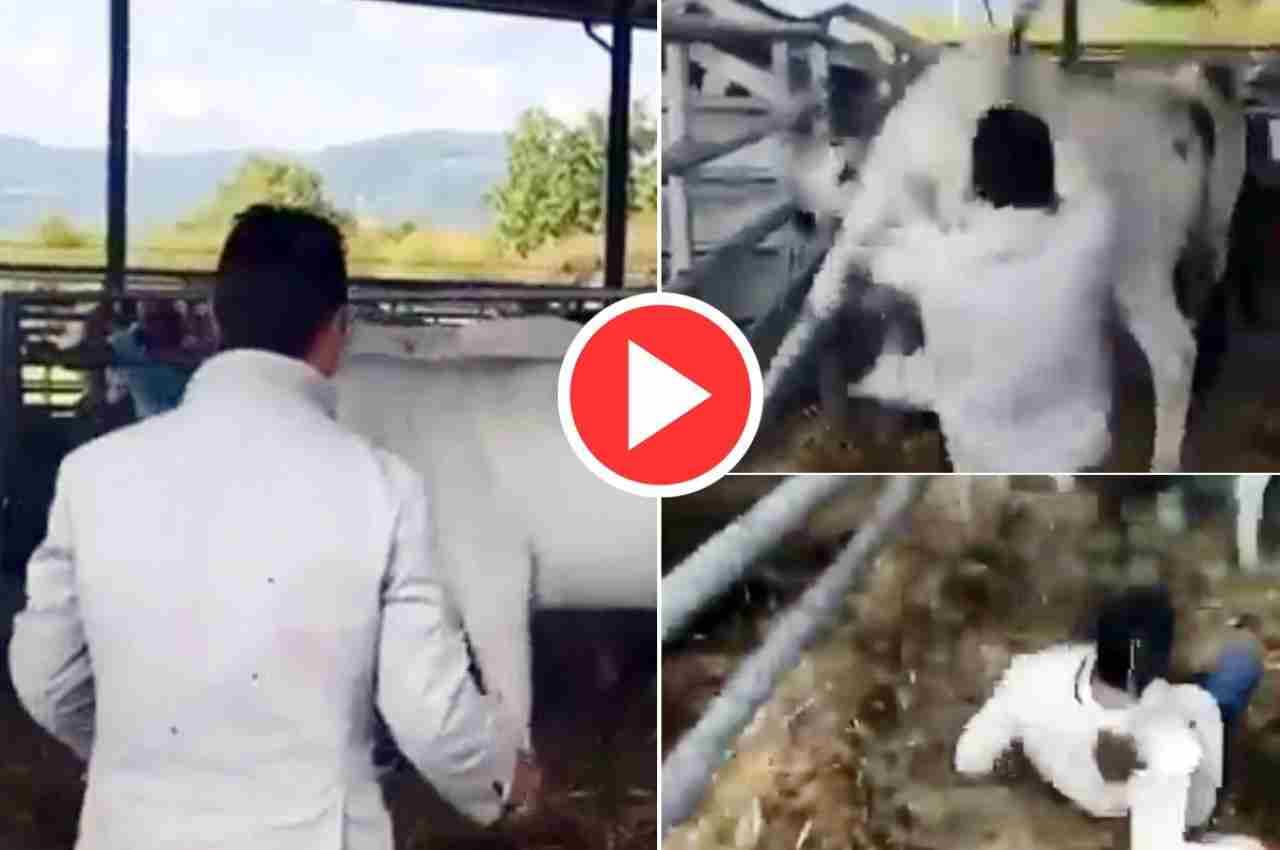 Viral Video: शख्स बछड़े के सामने ही गाय के साथ करने लगा ऐसी हरकत, फिर पड़ी ऐसी लात, उड़ गए होश