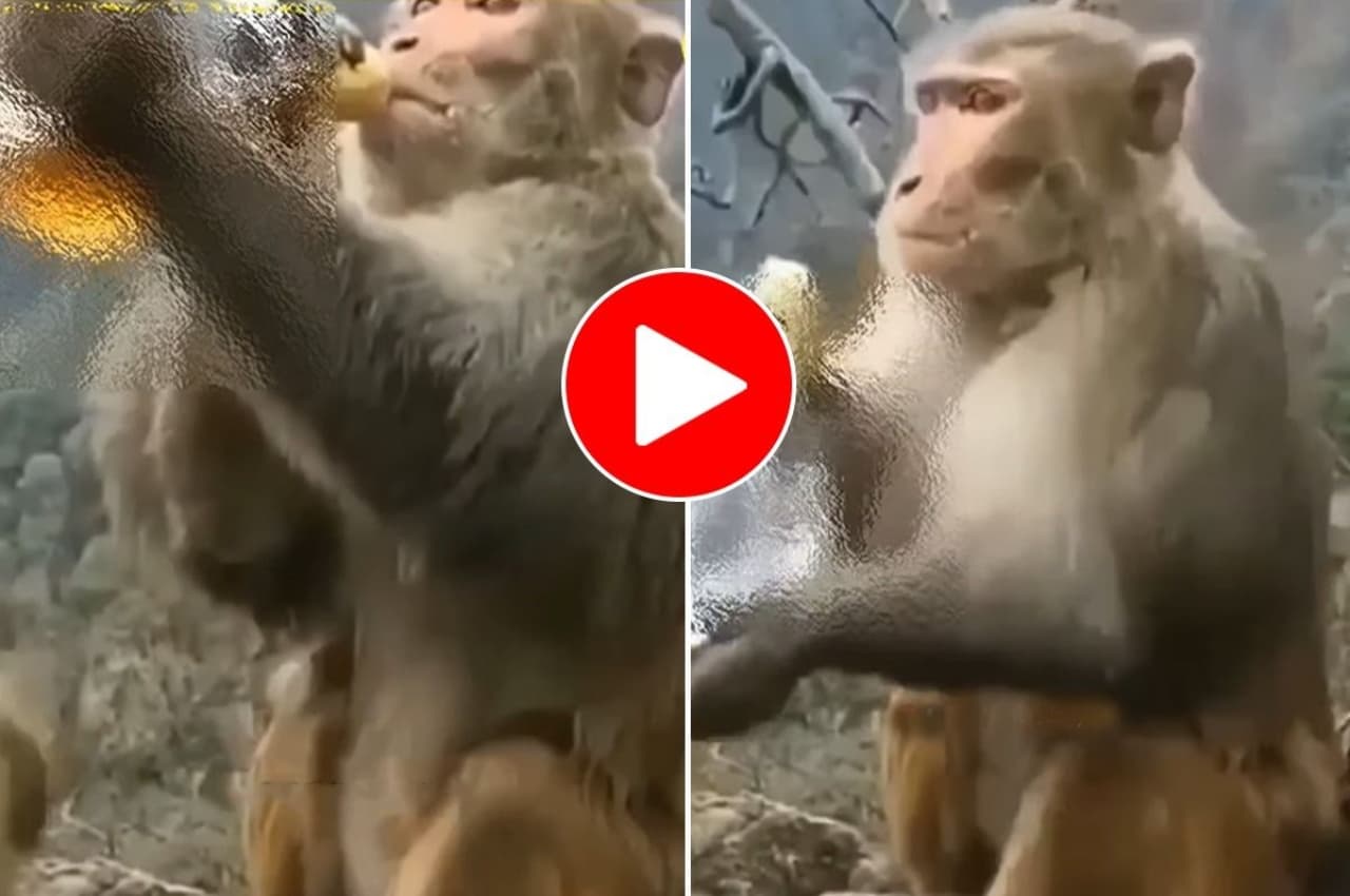 बंदरों ने दारू पीने के बाद कर दी ऐसी हरकत, देख उड़ जाएंगे होश