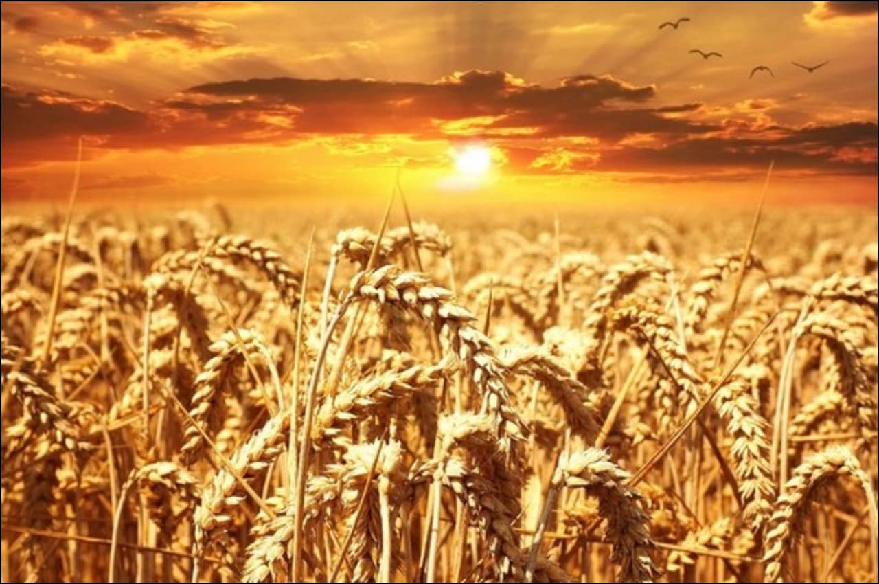 भारत के पास पर्याप्त गेहूं, आयात की आवश्यकता नहीं: खाद्य और सार्वजनिक वितरण विभाग
