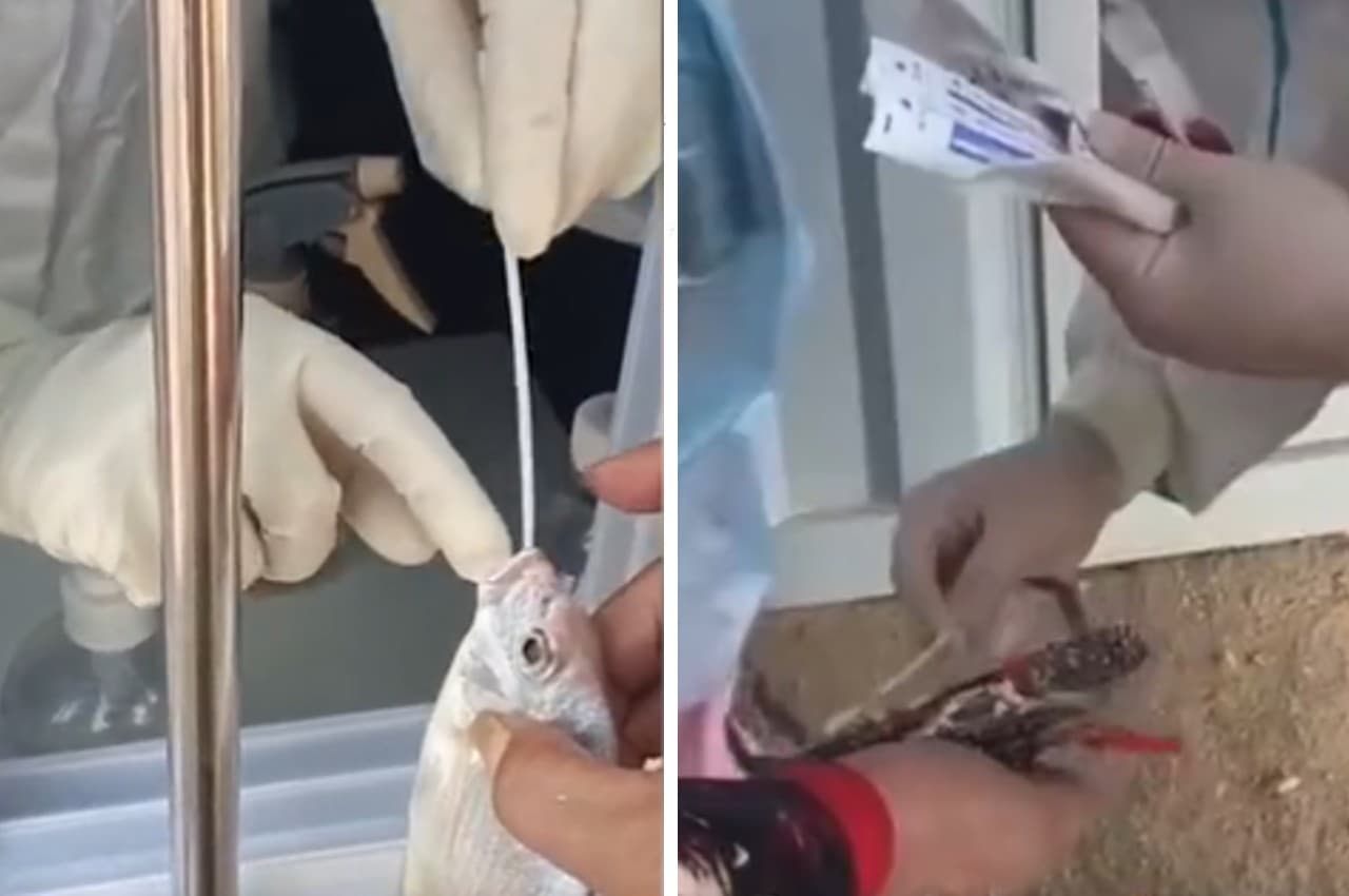 Viral Video: चीन में सिर्फ इंसान ही नहीं, मछलियों और केकड़ों का भी किया जा रहा है कोरोना टेस्ट, देखें चौंकाने वाला वीडियो