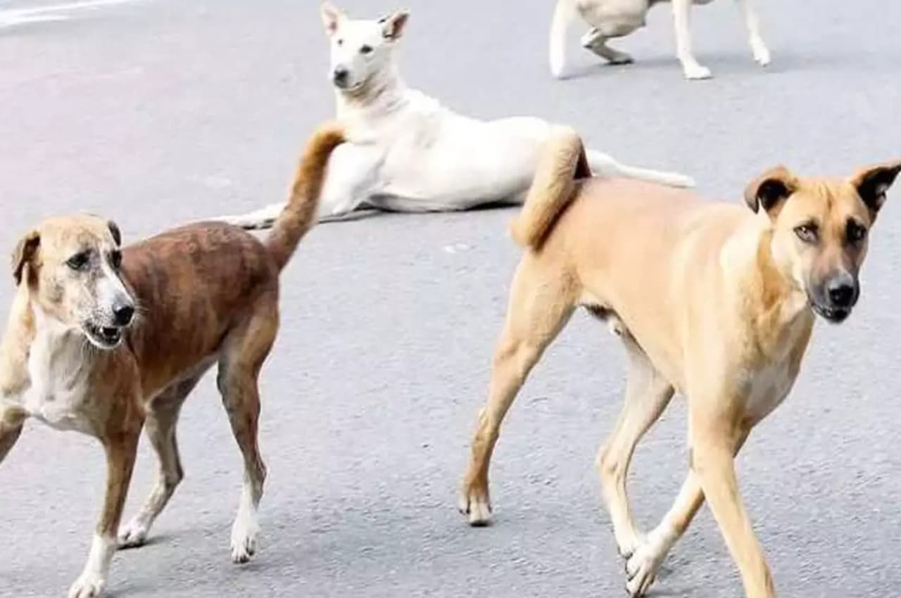 Meerut: कुत्ते को पॉलीथिन में बांधकर नाले में फेंका, जिम मैनेजर समेत तीन पर केस दर्ज