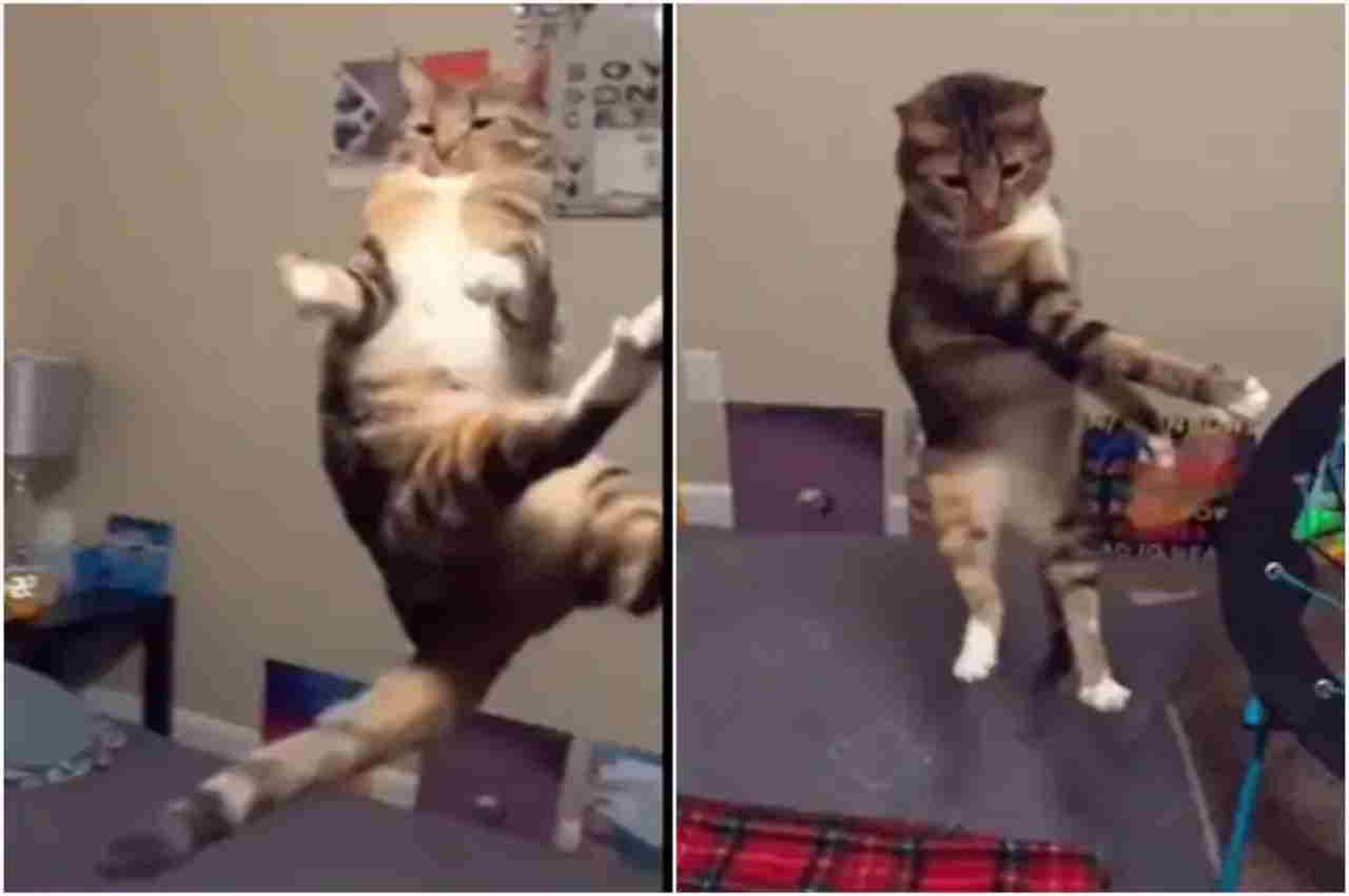 Viral Video: बिल्ली बनी Flying Cat, वीडियो देख रह जाएंगे हक्का-बक्का