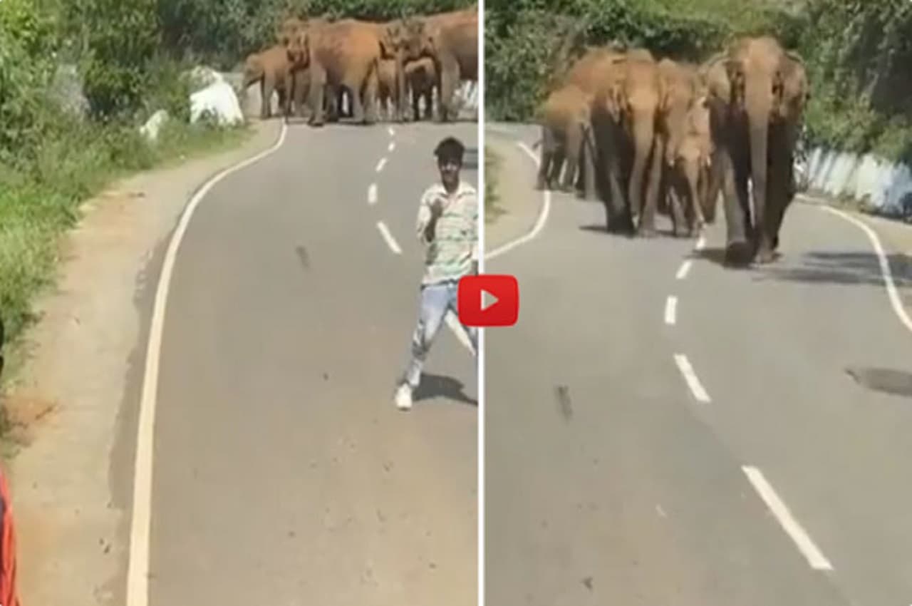 Viral Video: युवकों का सेल्फी लेना हाथियों के झुंड को नहीं आया पसंद, देखें- आगे क्या हुआ