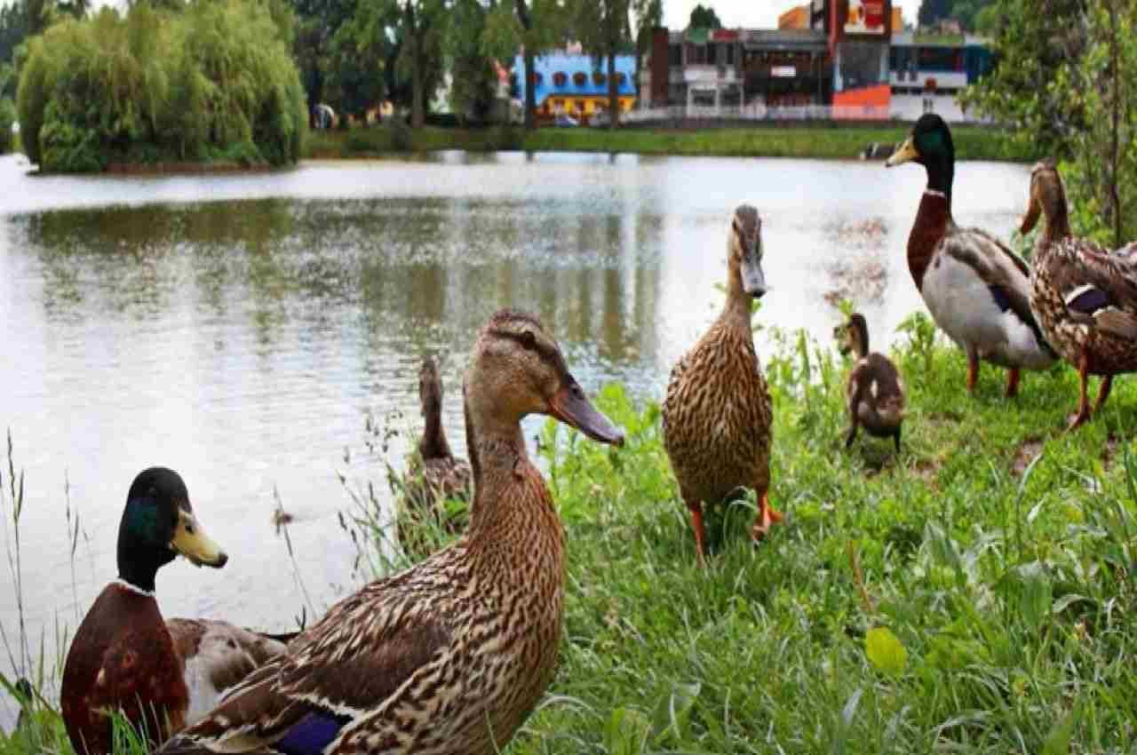 Optical illusion: तस्वीर में ठीक नजर के सामने है हाथी, खोज निकालए तो कहलाएंगे 'उस्ताद'