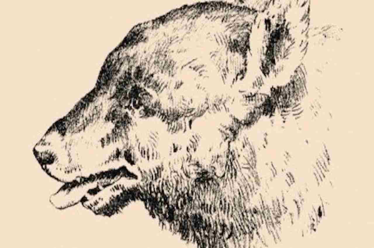 Optical Illusion: इस भालू की तस्वीर में छिपा है इंसानी चेहरा, 20 सेकंड में खोज निकाले तो कहलाएंगे 'जीनियस'
