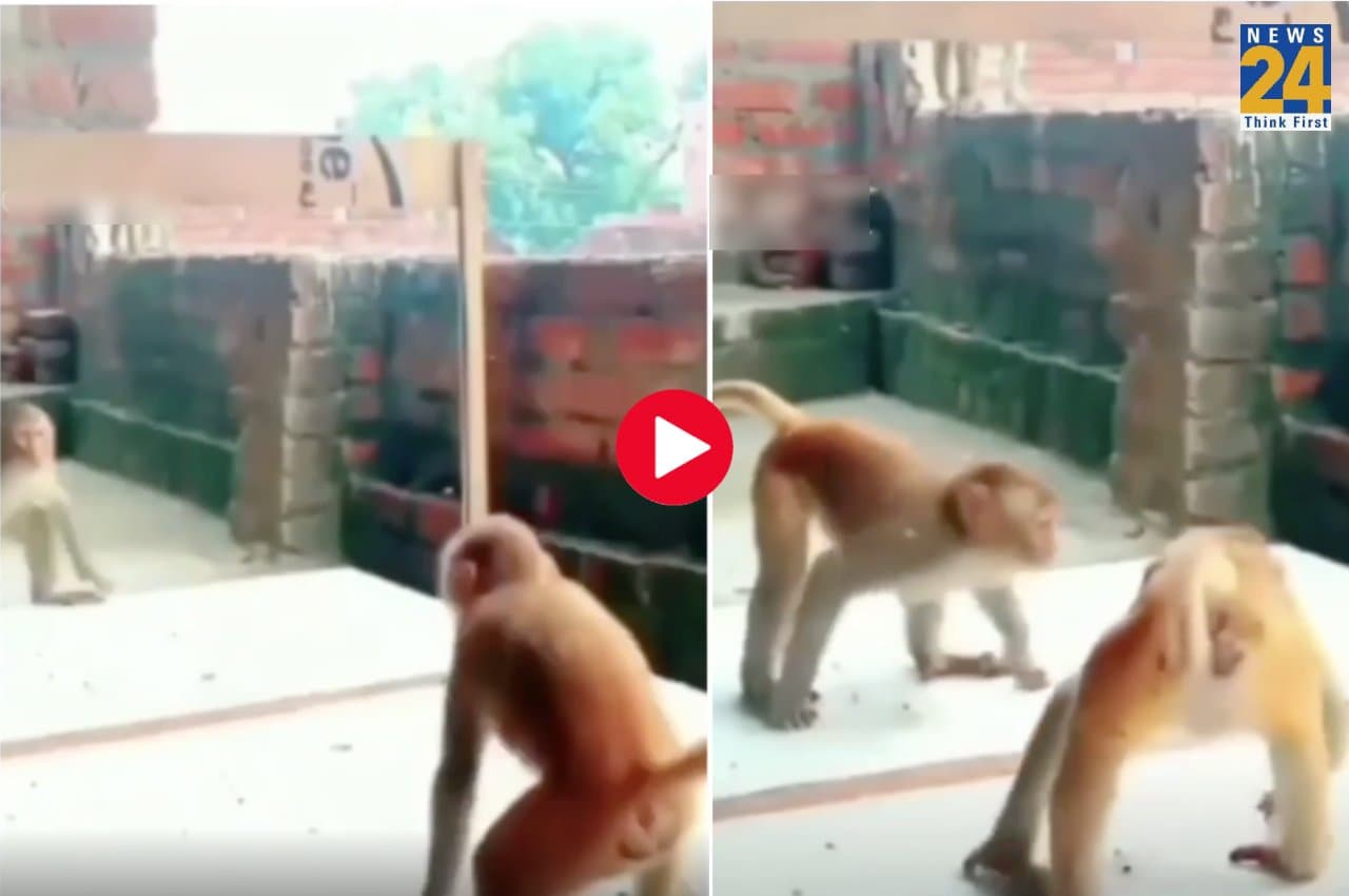 Viral Video: जब बंदर ने खुद को आईने में देखा, तो फिर क्या हुआ?