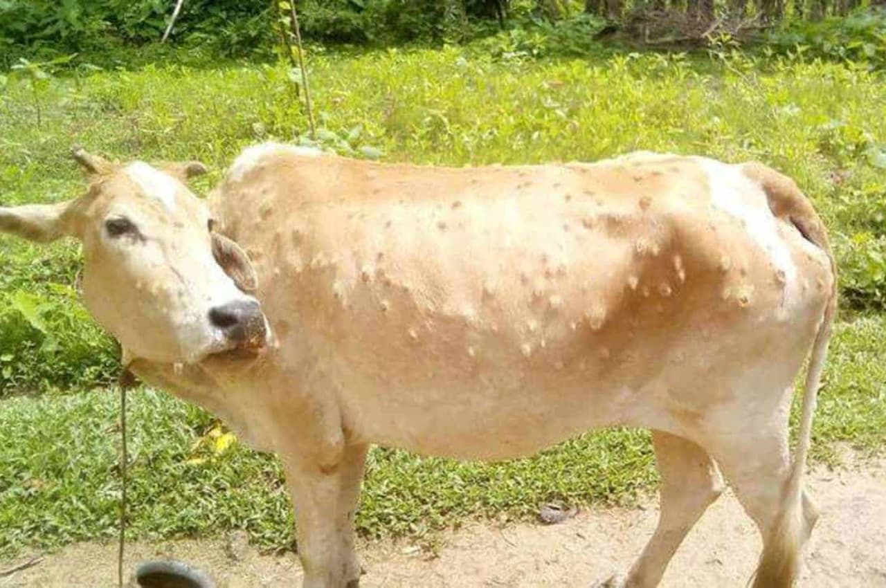 Lumpy Virus in Rajasthan