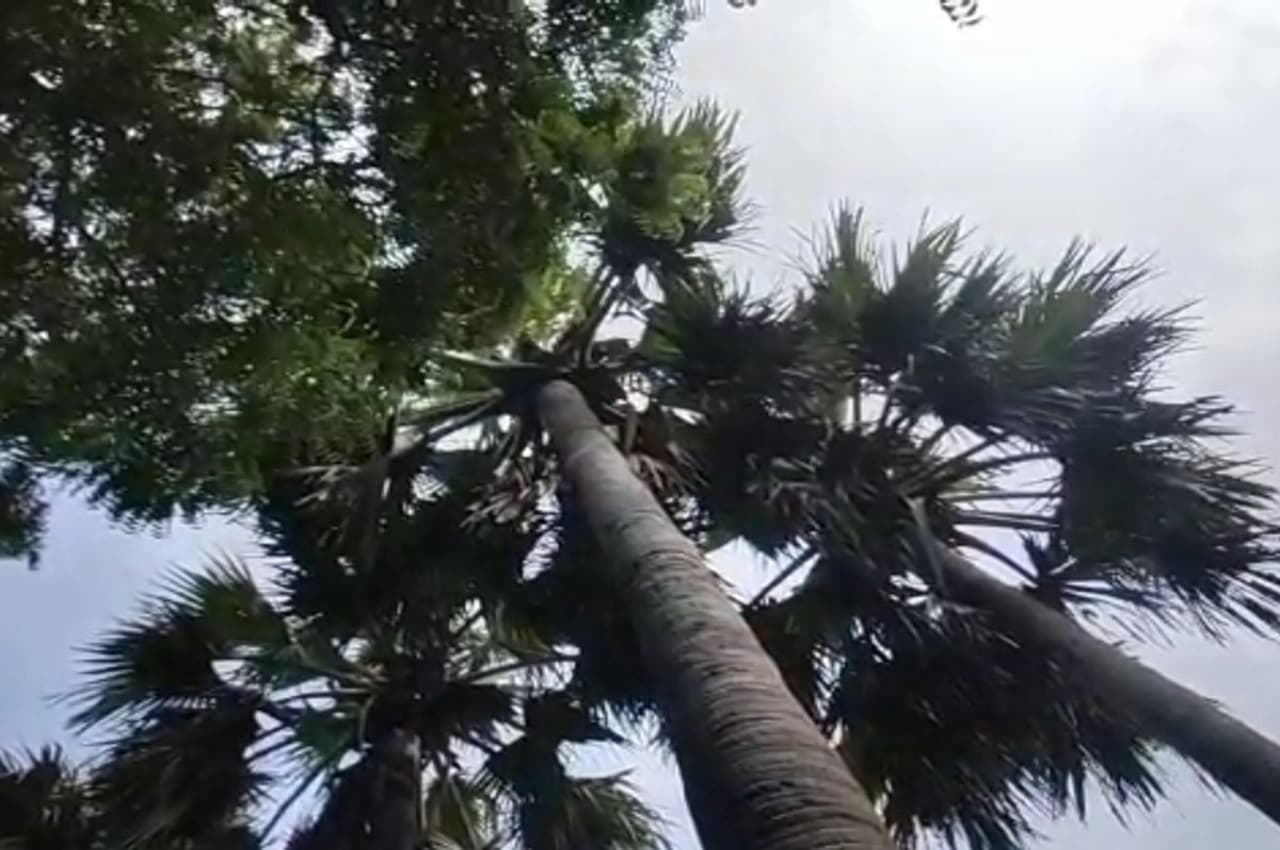 पत्नी की पिटाई से तंग पति 30 दिन से बैठा 100 फीट ऊंचे पेड़ पर, गांव वाले बोले-घरों में कर रहा है ताक-झांक