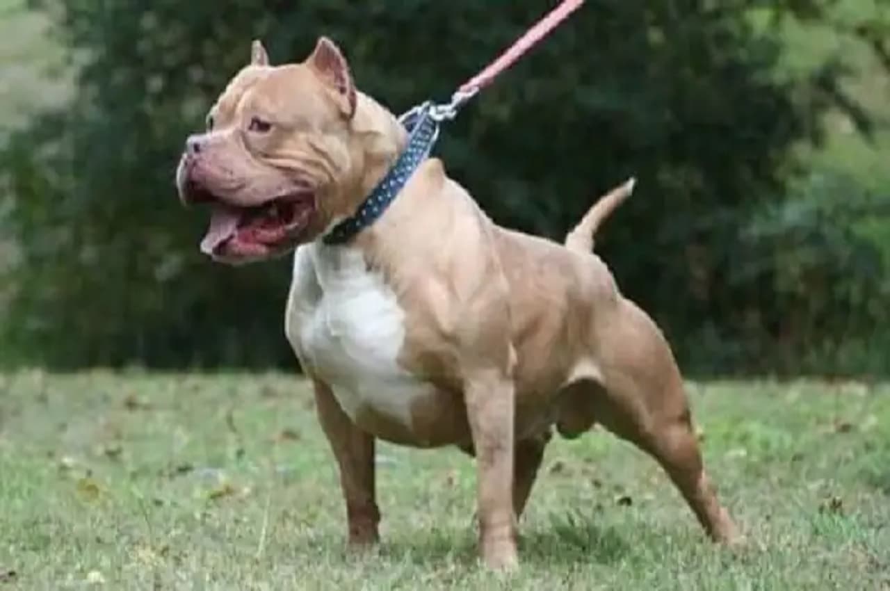 Pitbull Attack: मेरठ में पिटबुल ने बच्चे के जबड़े को पकड़ा, पेचकस से छुड़ाने में मालिक भी जख्मी