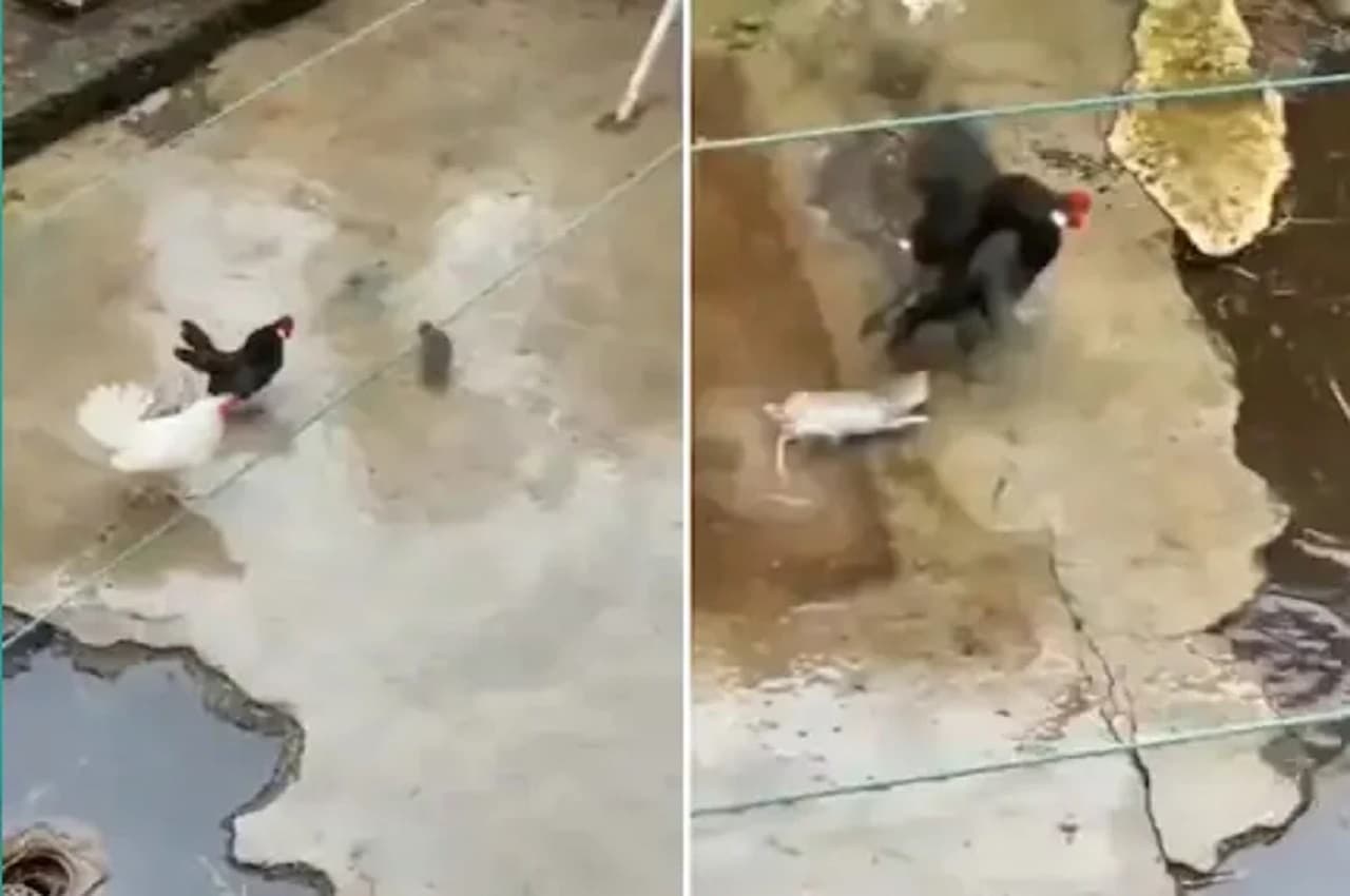 Viral Video: चूहे की ताक में बैठी मुर्गी ने बोल दिया हमला, गुस्से हुआ चूहा भी शेर की तरह लड़ा
