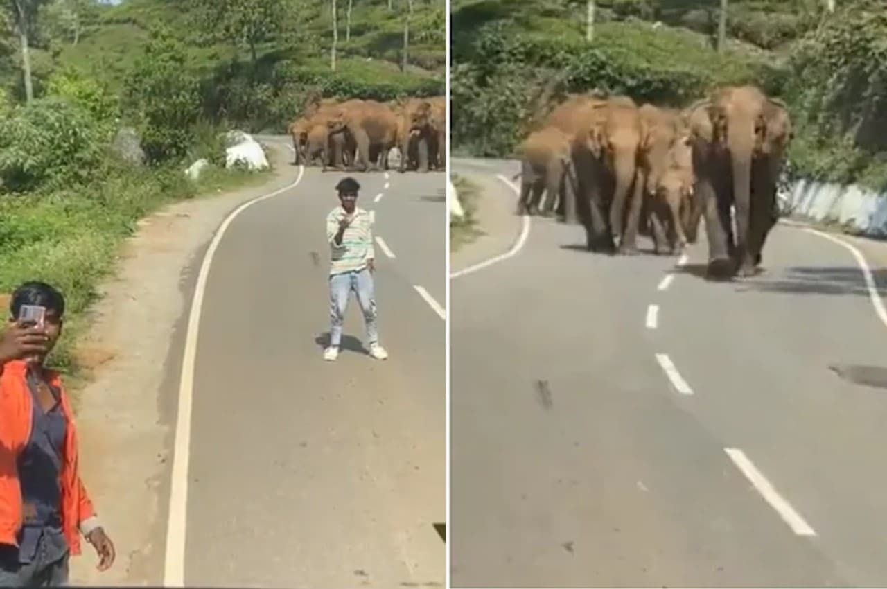 Video: हाथियों के झुंड के आगे कार-बाइक रोककर लेने लगे सेल्फी, आगे जो हुआ देखकर सहम जाएंगे आप