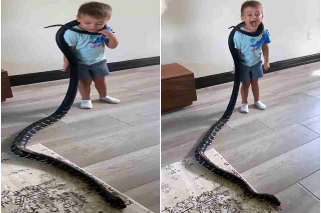 Viral Video: खतरनाक अजगर को गले में लिपटा देख बच्चे के उड़े होश, देखें दिल दहला देने वाला वीडियो