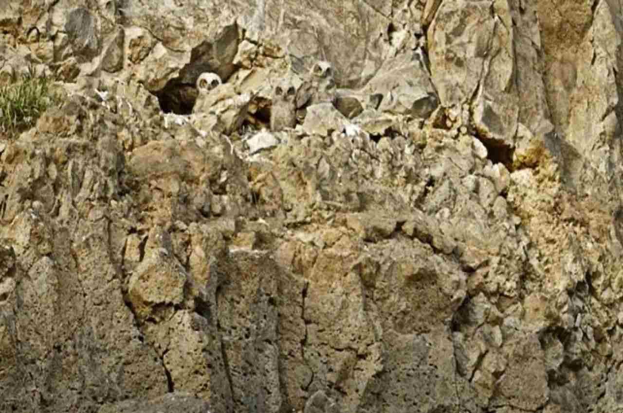 Optical illusion: तस्वीर में नजर के ठीक सामने ही बैठे हैं तीन उल्लू, आपको दिखे क्या?