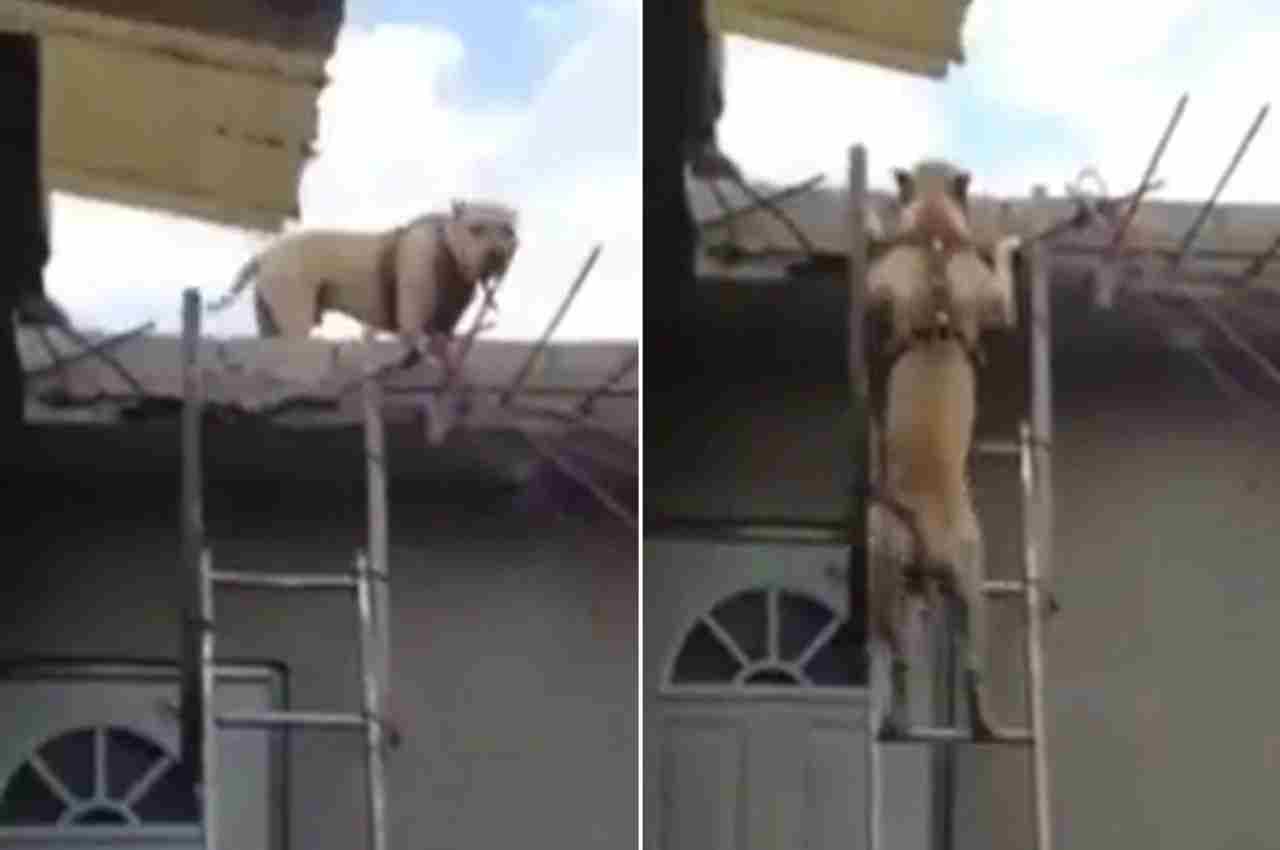 Viral Video: कुत्ते ने लगाया दिमाग, सीढ़ी से ऐसे उतरा, लोग कंट्रोल नहीं कर पा रहे हंसी