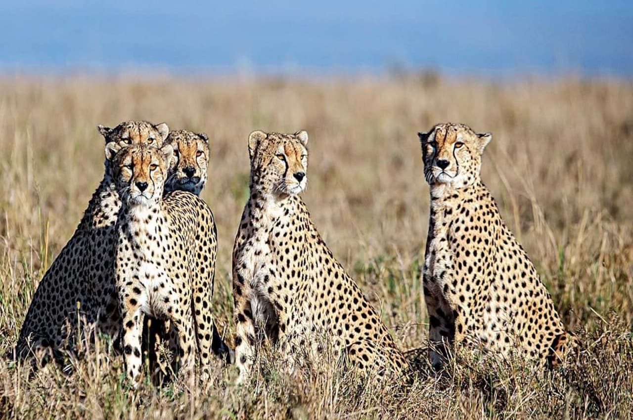 Cheetah in India: नामीबिया से MP के कुनो नेशनल पार्क तक बिना खाने के आएंगे चीते, इसके पीछे की वजह जानें