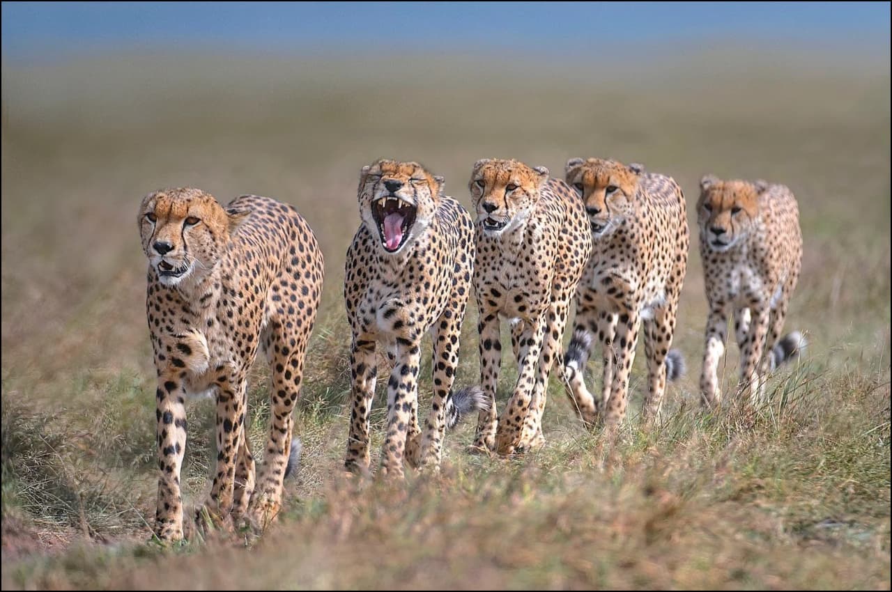 Cheetah New Name: नया घर मिलने के साथ ही चीतों का हुआ नामकरण, पीएम मोदी ने दिया ये खास नाम