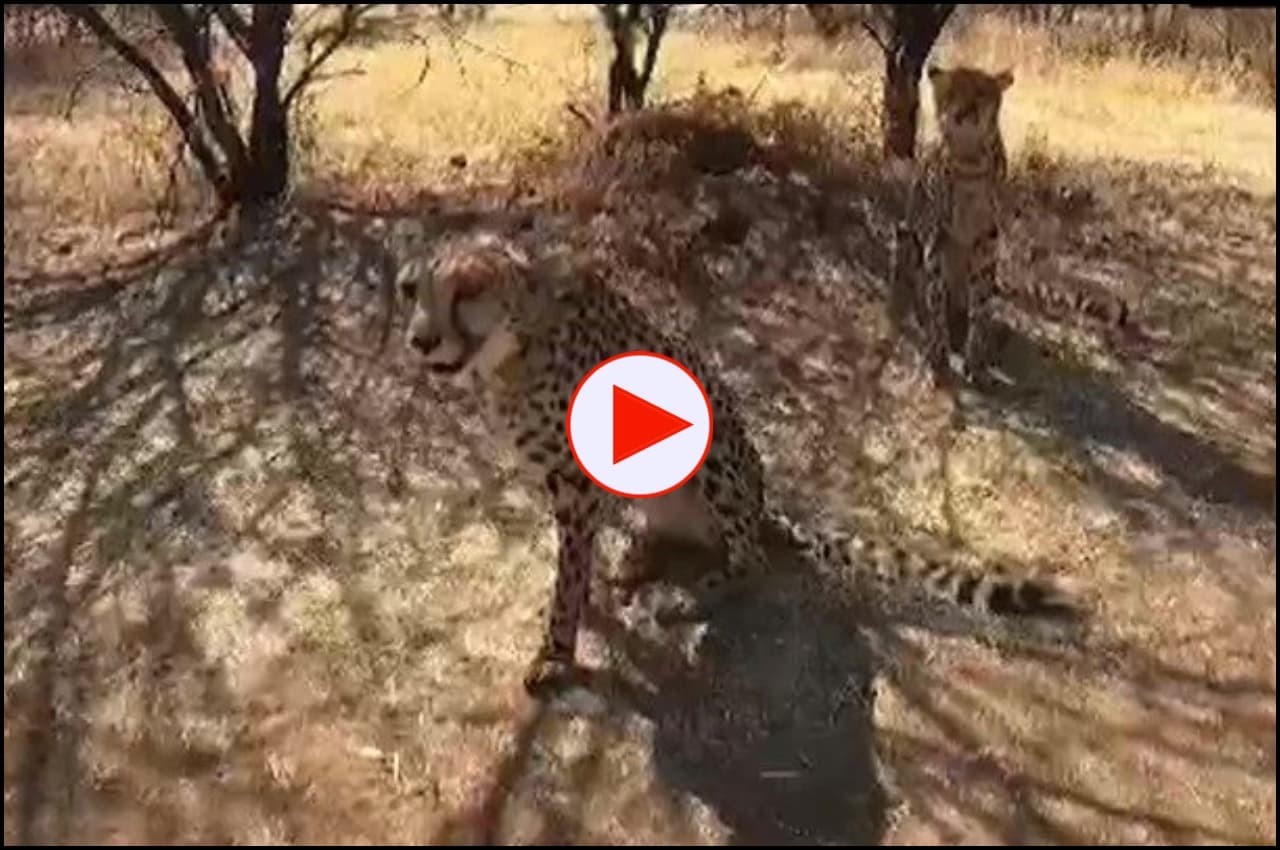 Cheetah In India, First Look: भारत आ रहे चीतों की पहली झलक दिखी, हर एक के गले में होगा सैटेलाइट कॉलर, देखें वीडियो