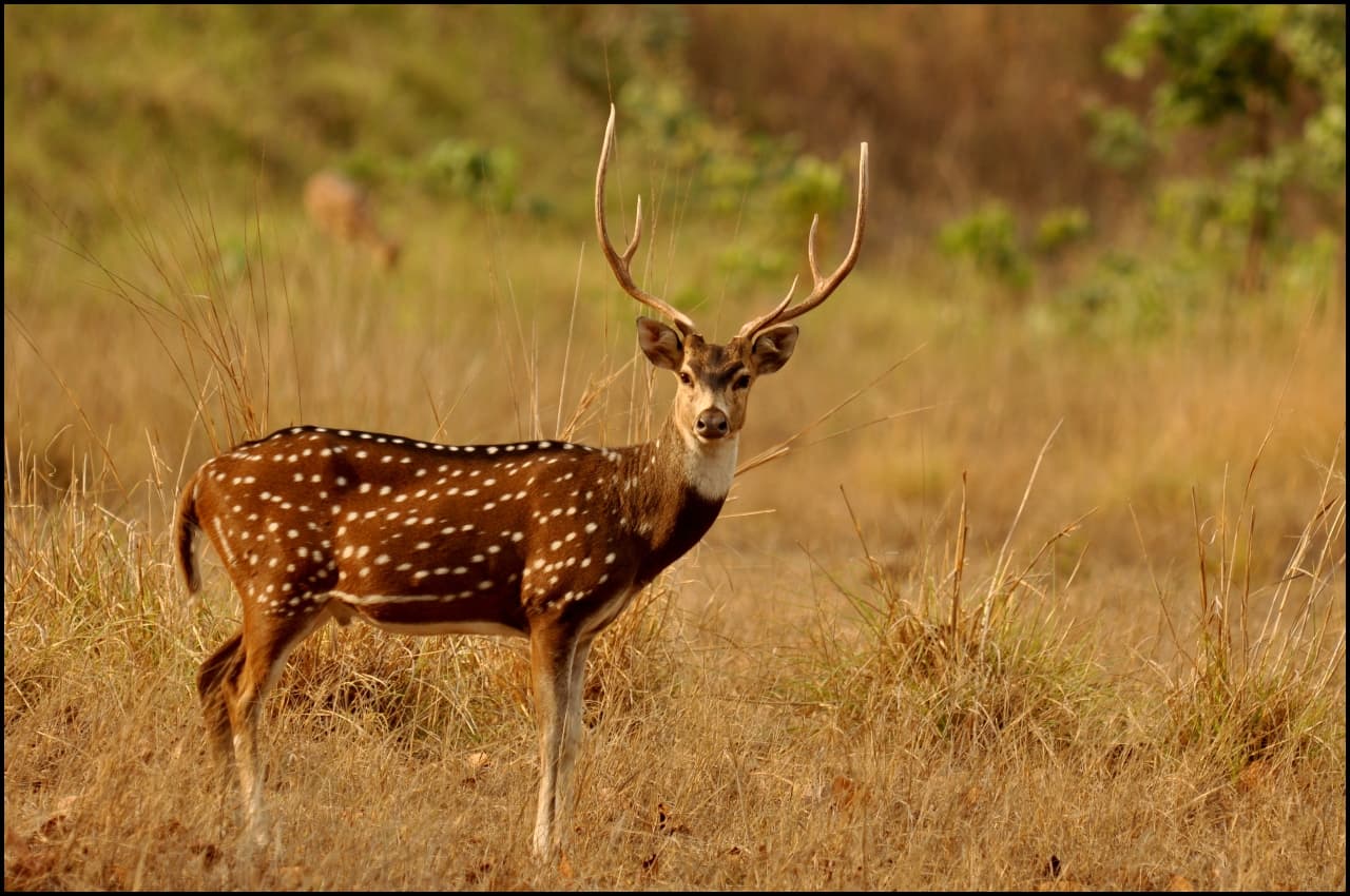 Video: नामीबिया से भूखे लाए जा रहे हैं चीते, कूनो अभ्यारण्य पहुंचते ही करेंगे इन 181 चीतलों का शिकार