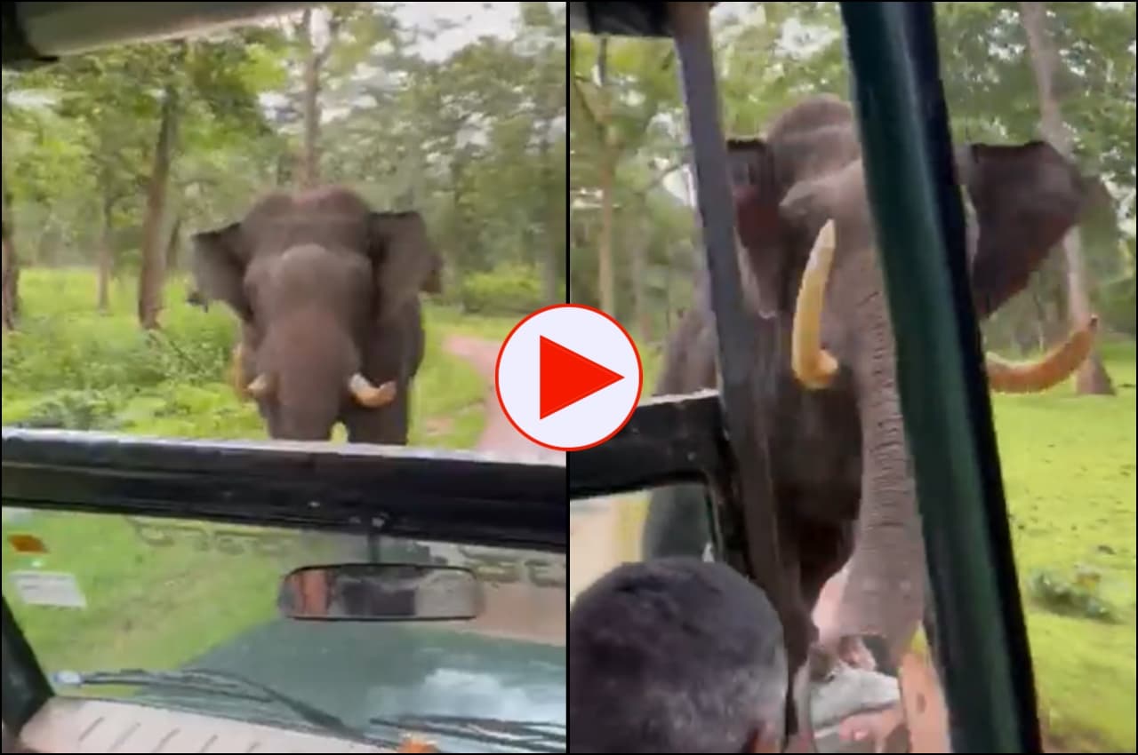Viral Video: हाथी बना यमराज! ड्राइवर ने बैक गियर में गाड़ी दौड़ाकर बचाई पर्यटकों की जान, आनंद महिंद्रा ने की तारीफ