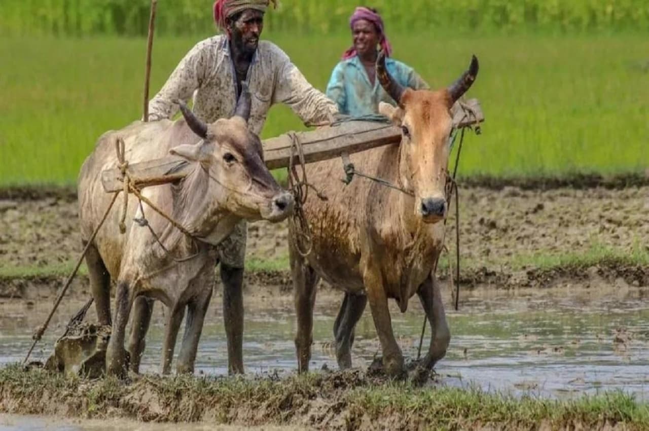PM Kisan: योजना का फायदा उठाने को किया है आवेदन तो जल्दी से इस 'नंबर' पर फोन कर चेक करें अपना स्टेटस
