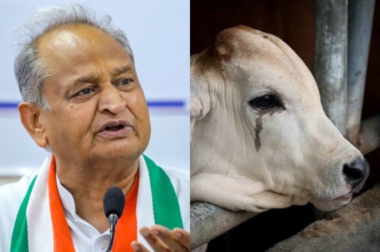 Lumpy Skin Disease: गहलोत सरकार का बड़ा निर्णय, निगरानी के लिए सभी जिलों में बनेंगी समिति
