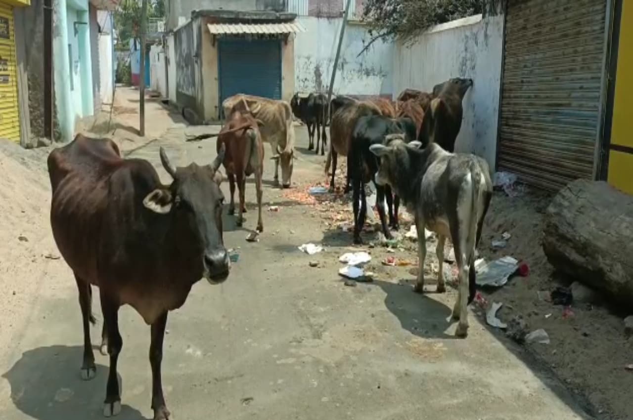 MP: लंपी वायरस से बचाव के लिए विशेष एडवाइजरी जारी, मवेशियों के परिवहन पर लगा प्रतिबंध